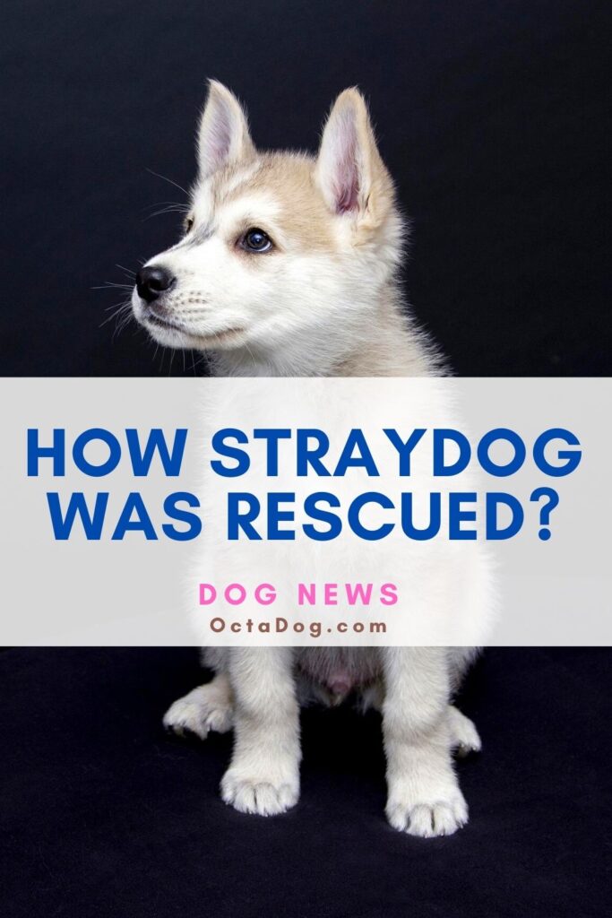 How Straydog Was Rescued?