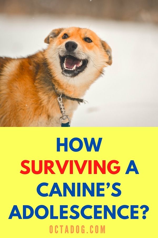 How Surviving A Canine’s Adolescence?