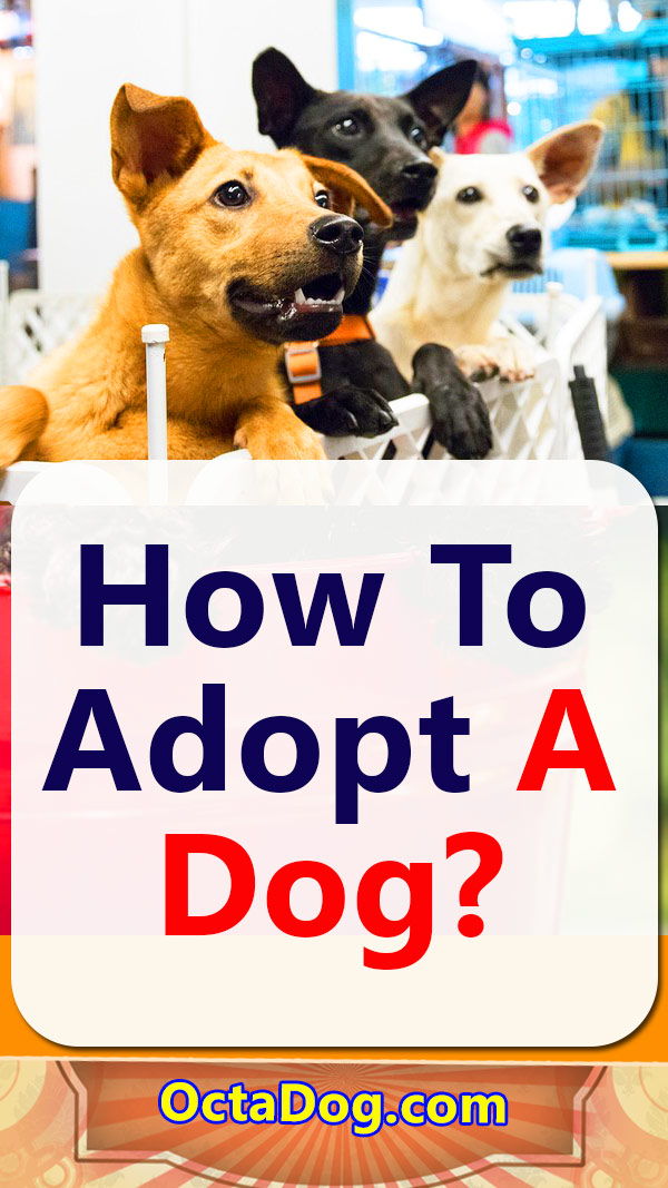 ¿Cómo adoptar un perro?