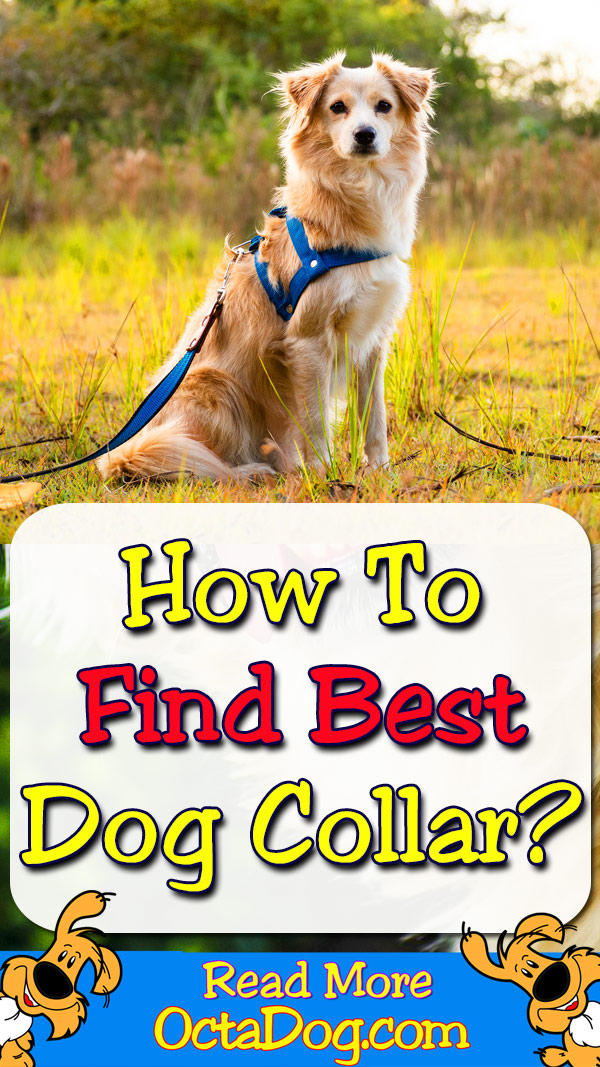 ¿Cómo encontrar el mejor collar de perro?