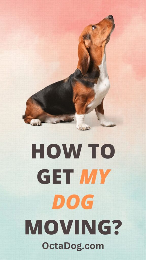 How To Get My Dog Moving / Canva
