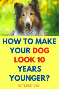 How To Make Your Dog Look 10 Years Younger?