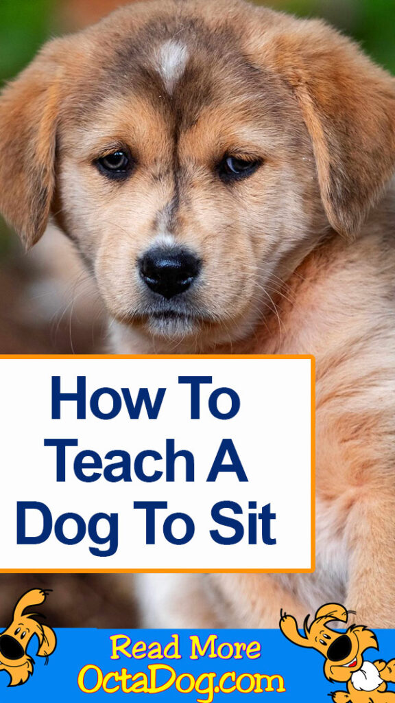 How To Teach A Dog To Sit?
