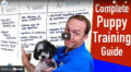 Cómo entrenar a un cachorro / Youtube