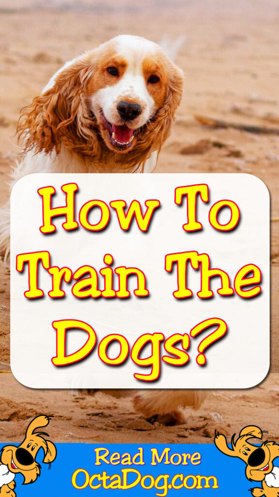 ¿Cómo entrenar a los perros?