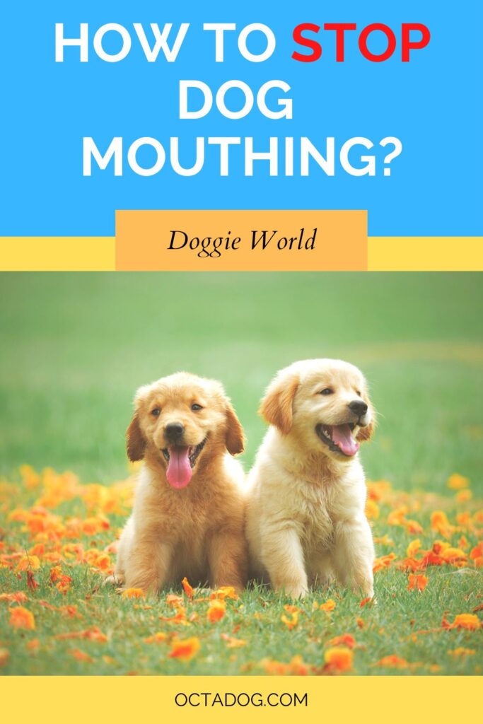 How to stop dog mouthing