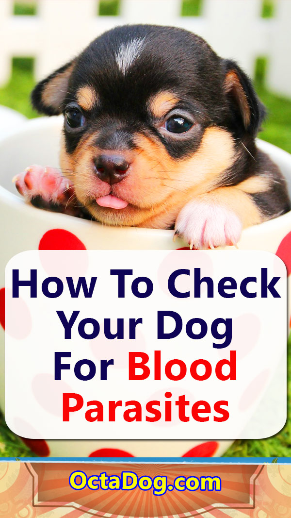 How to check your dog for blood parasites?