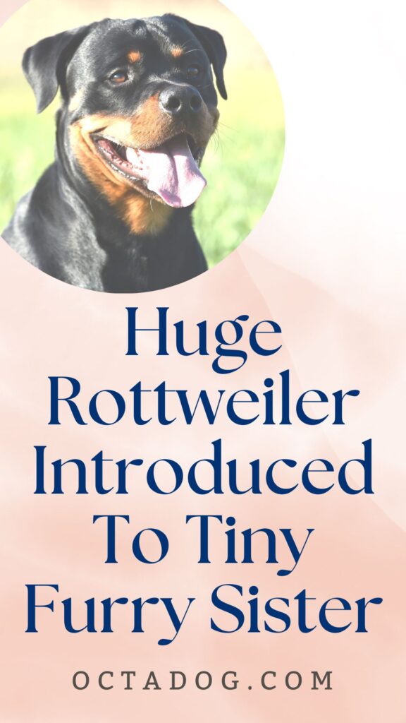 Huge Rottweiler Introduced To Tiny Furry Sister / Canva
