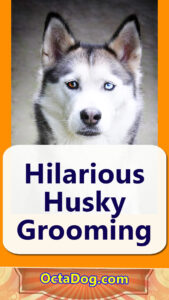 Hilarious Husky Grooming