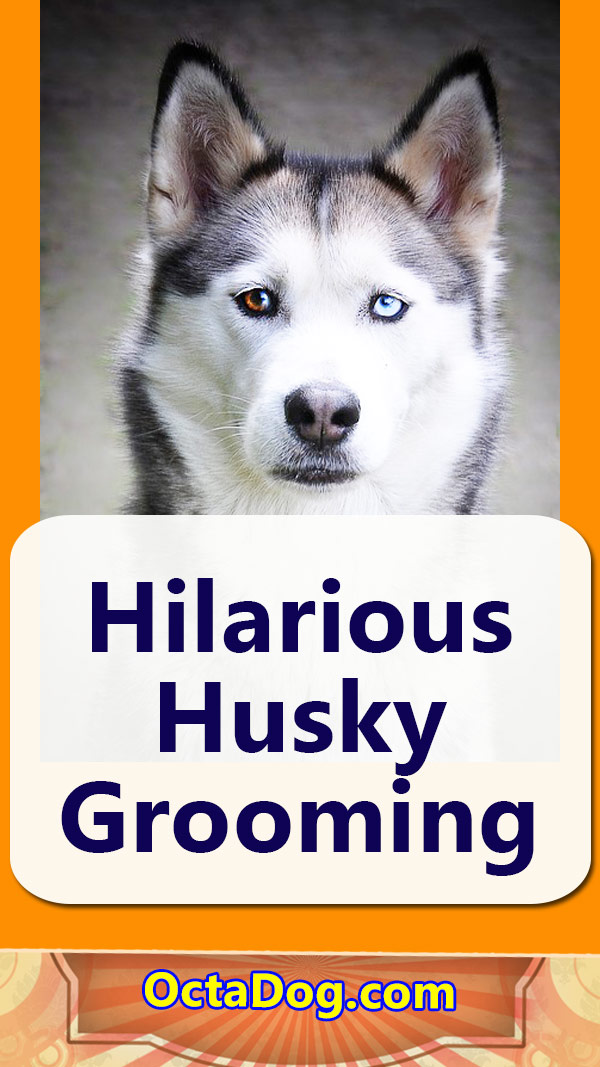 Hilarante Husky Grooming