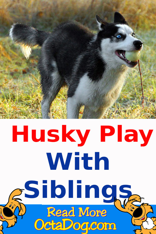 El Husky juega con sus hermanos