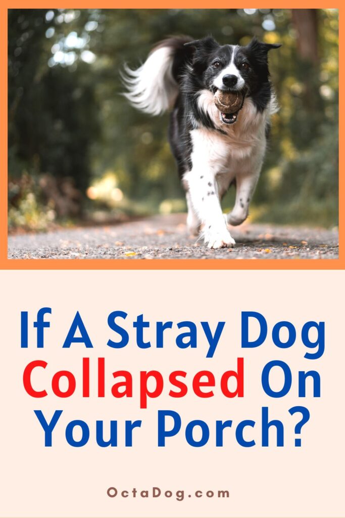 If A Stray Dog Collapsed On Your Porch / Canva