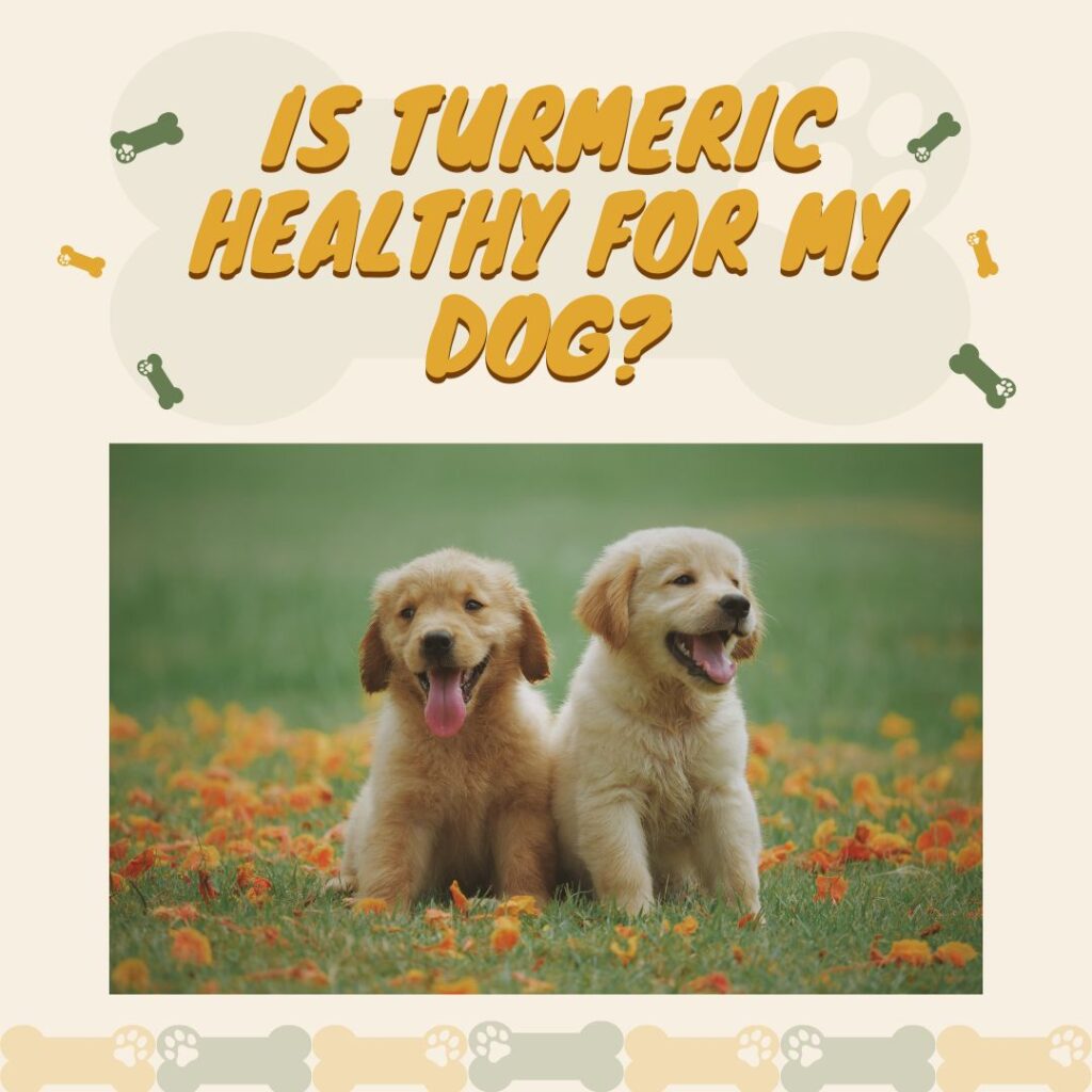 Is Curcumin / Turmeric Healthy For My Dog