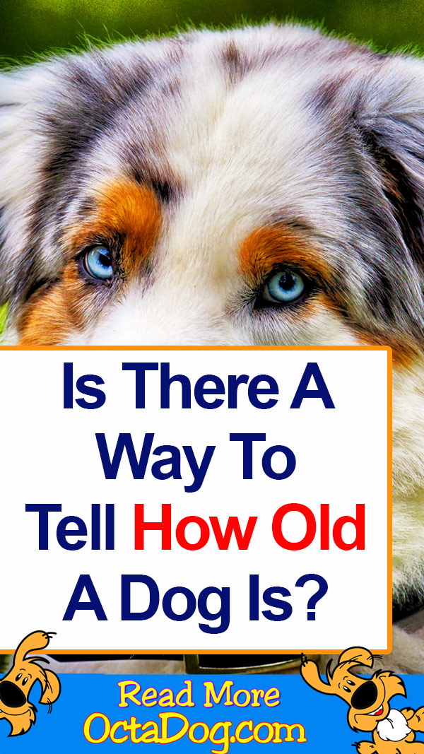 Is There A Way To Tell How Old A Dog Is?