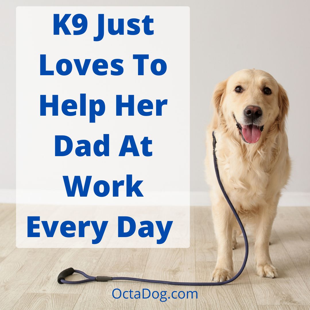 K9 Just Loves To Help Her Dad At Work Every Day / Canva