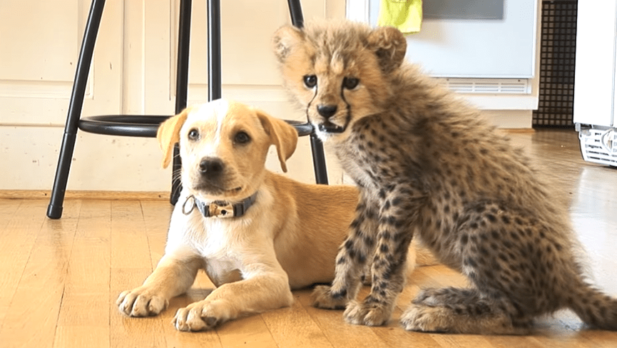 Cheetah And Dog Become Best Friends – What Are The Odds! (Cute Video Below)
