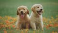 Let Your Kids Help to Find a Puppy Name / Canva