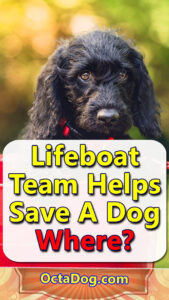 Lifeboat Team Helps Save A Dog