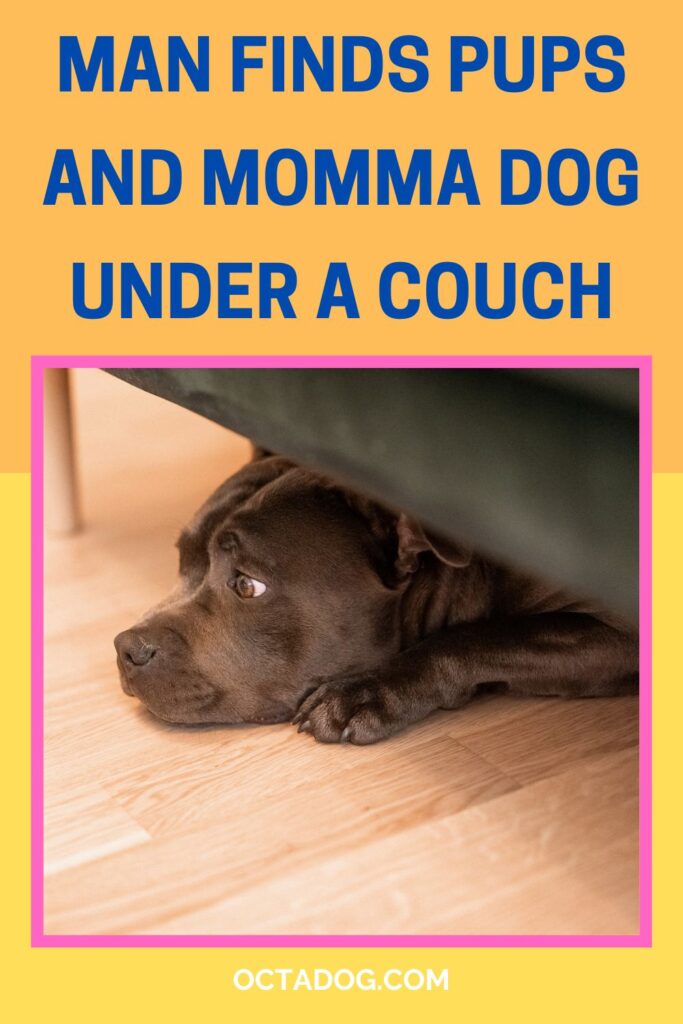 Man Finds Pups And Momma Dog Under A Couch