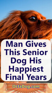Man Gives This Senior Dog His Happiest Final Years