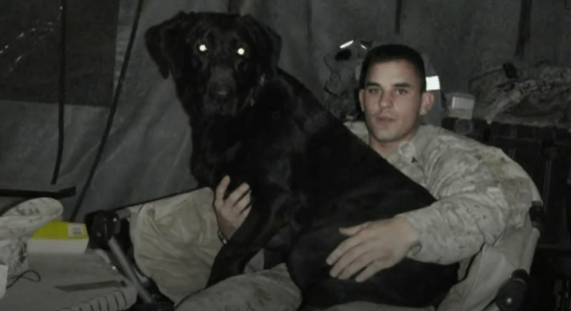 Dying Marine Dog Gets Last Farewell From Owner – Heartbreaking Video