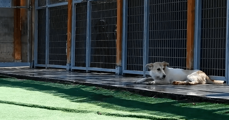 Una perra rescatada baila para recuperarse - ¿Funcionó? (Vídeo)