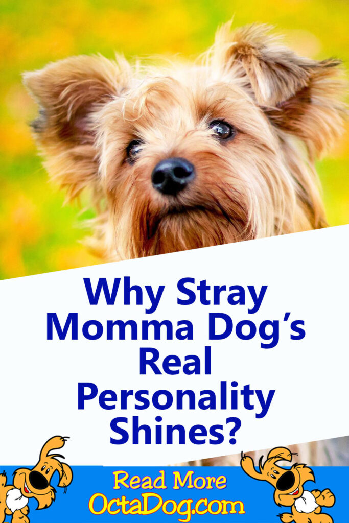 ¿Por qué brilla el perro callejero de mamá?