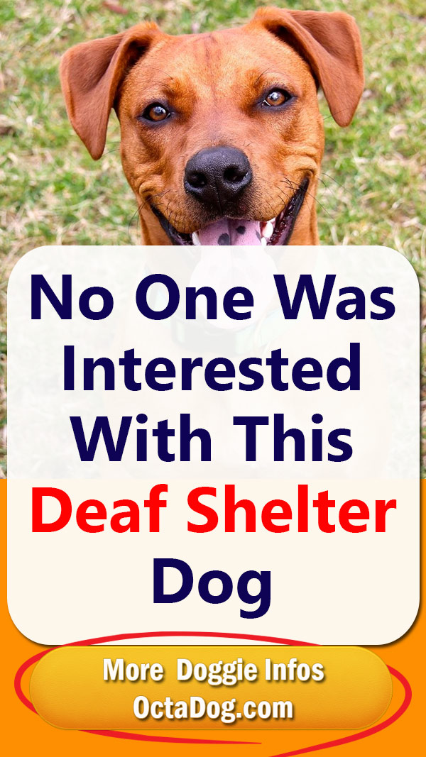 No One Was Interested With This Deaf Shelter Dog