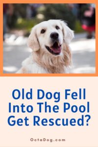 Old Dog Fell Into The Pool Get Rescued / Canva