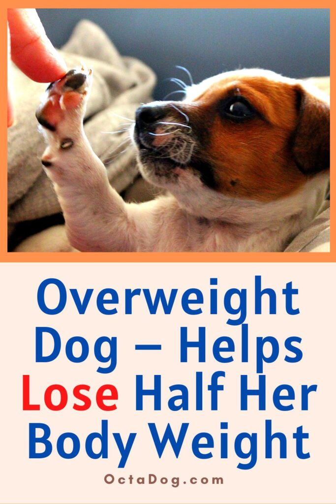 Perro con sobrepeso - Ayuda a perder la mitad de su peso corporal / Canva