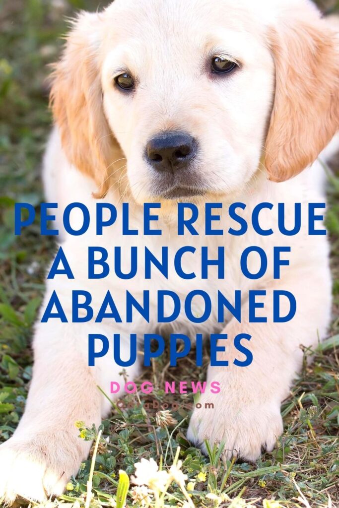 La gente rescata a un grupo de cachorros abandonados