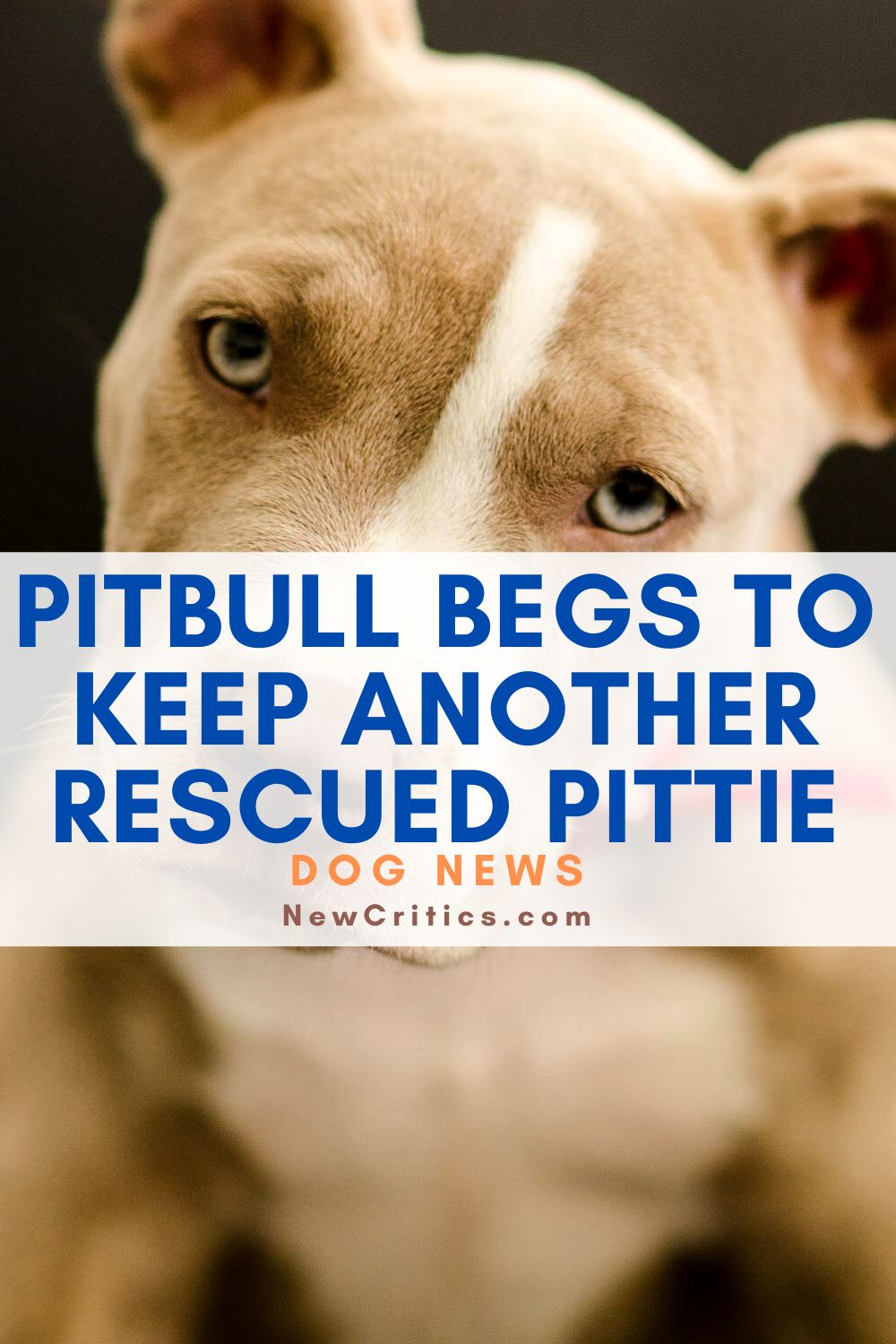 Pitbull Begs Mom To Keep Another Rescued Pittie