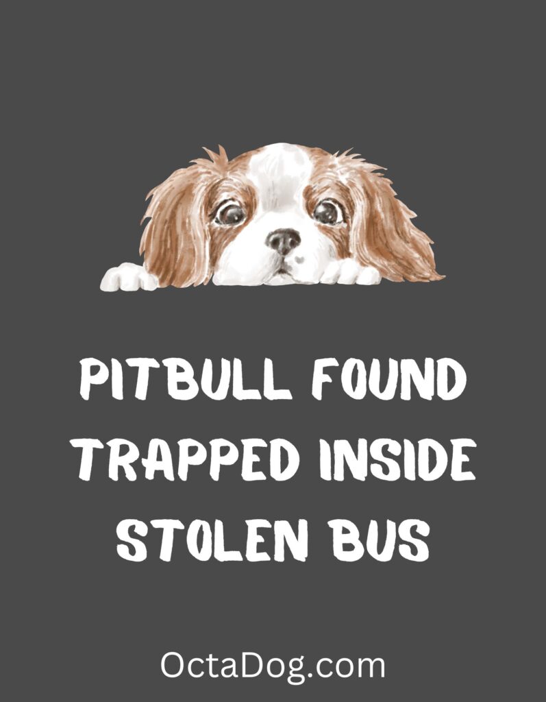 Pitbull Found Trapped Inside Stolen Bus