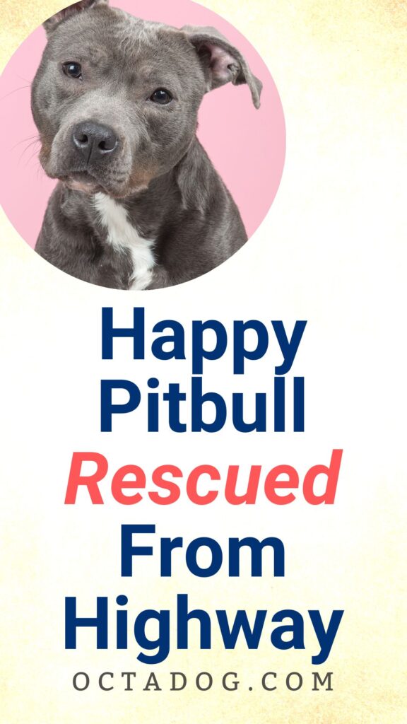 Pitbull Rescued From Highway / Canva