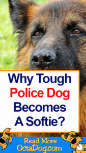 Why Tough Police Dog Becomes Soft?