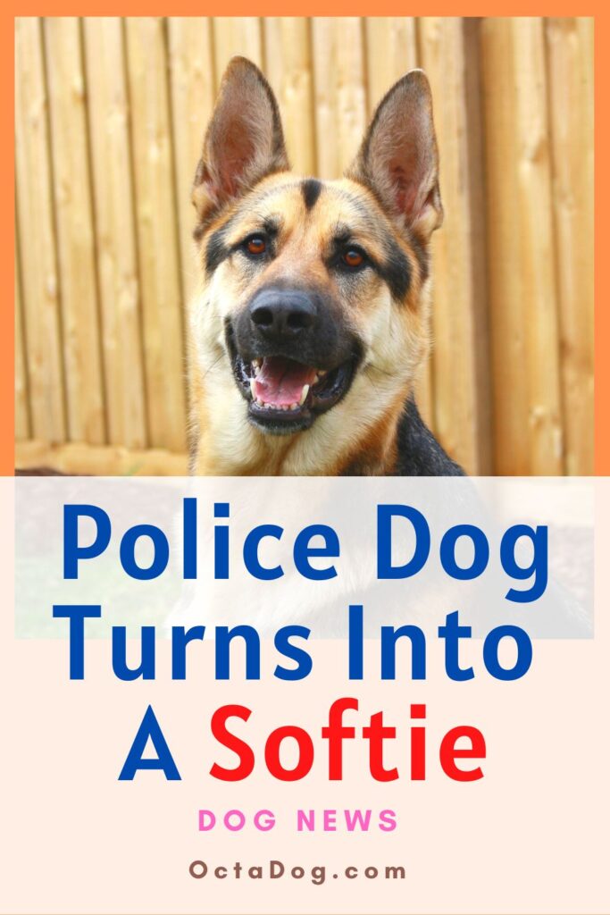 Un perro policía se convierte en un peluche