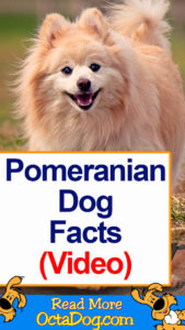 Pomeranian Dog Facts