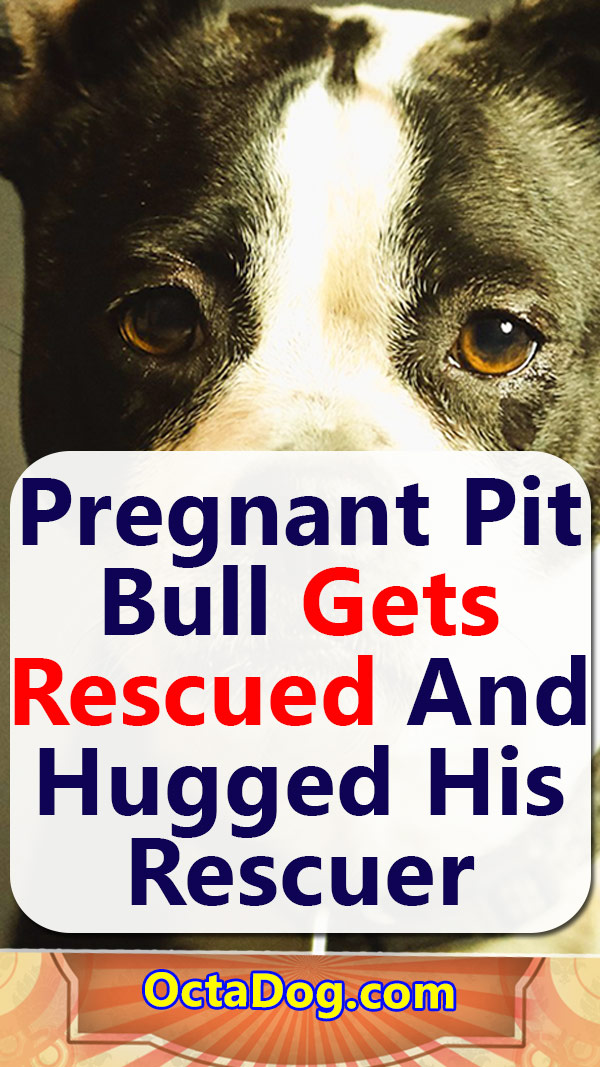 Rescatan a una pitbull embarazada
