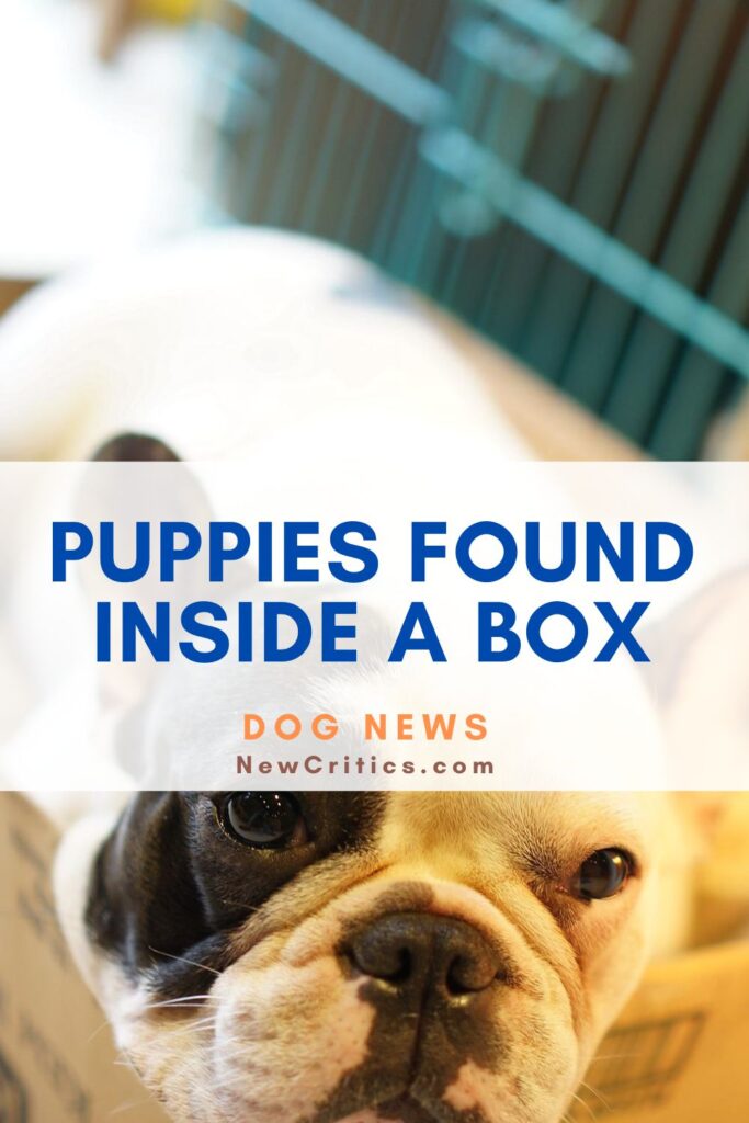 Cachorros encontrados dentro de una caja