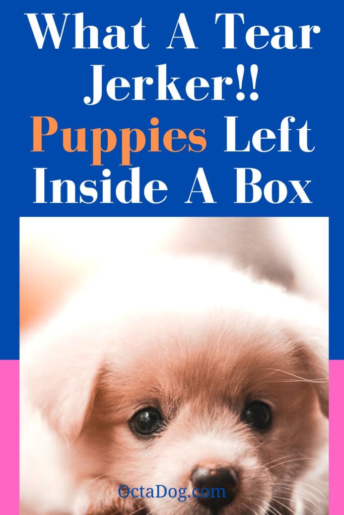 Puppies Left Inside A Box / Canva