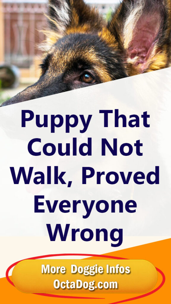 El cachorro que no podía caminar demostró que todos estaban equivocados