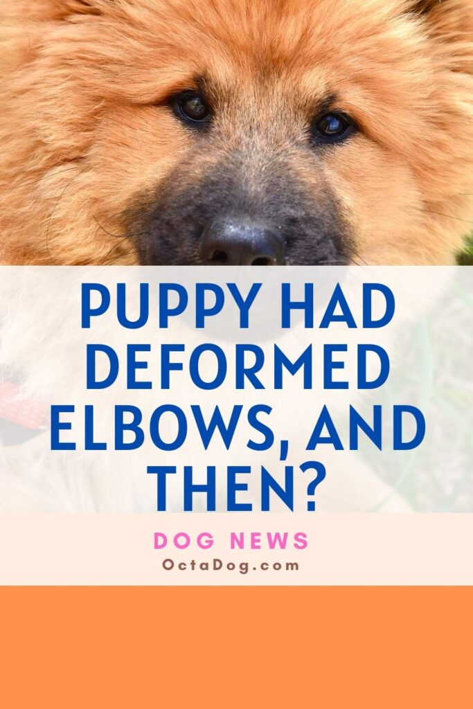 Un cachorro tenía los codos deformados, ¿y luego?