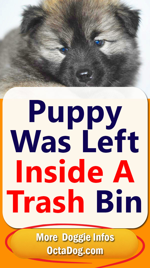 Pup Was Left Inside A Bin