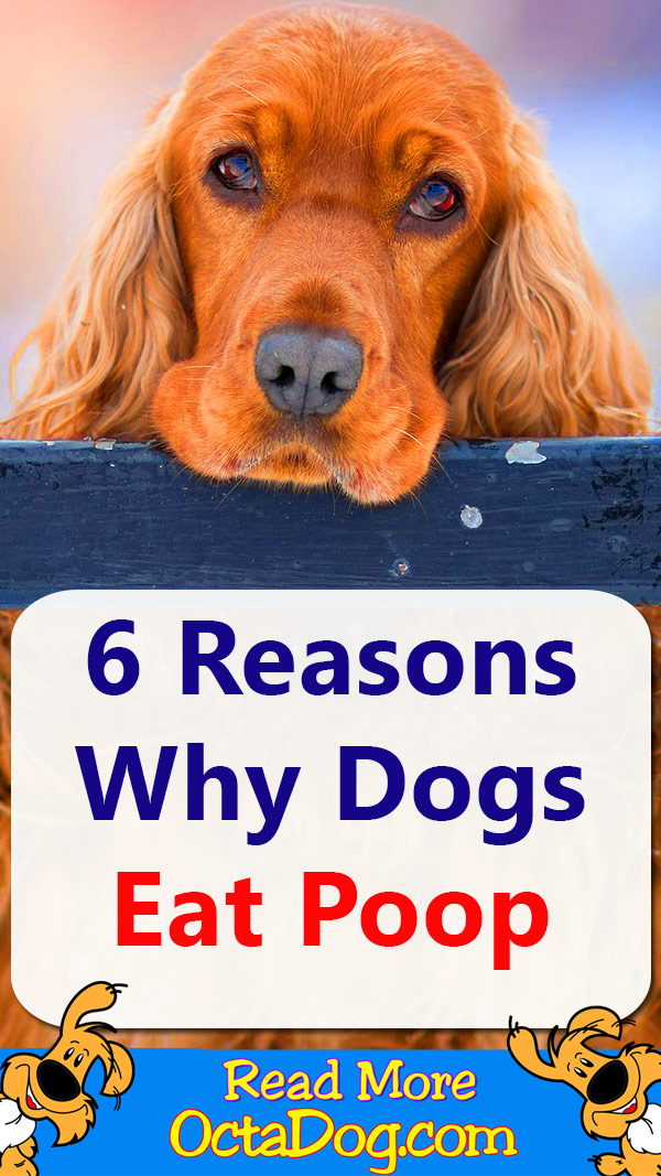 Why Dog Eat Poop