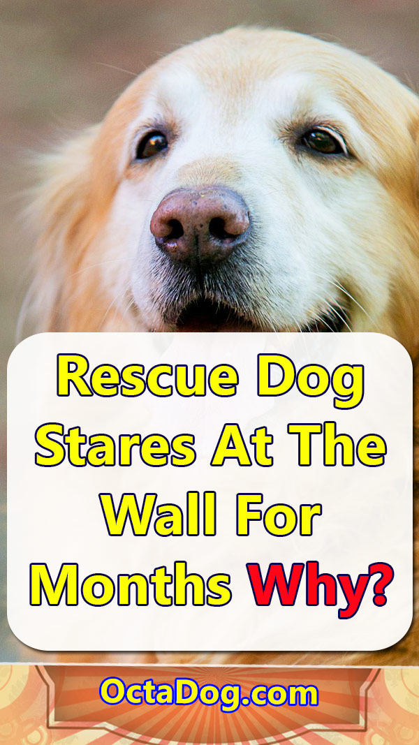 Un perro rescatado se queda mirando la pared durante meses
