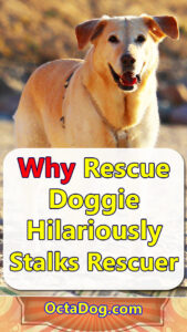 Rescue Doggie Hilariously Stalks Rescuer