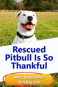 Rescued Pitbull Is So Thankful