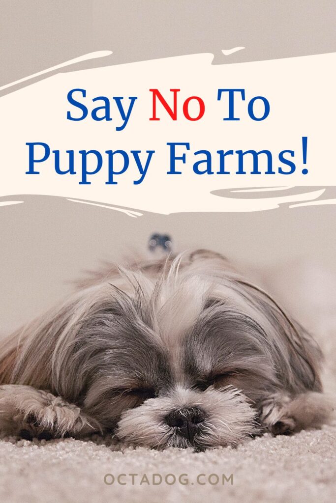 Say No To Puppy Farms