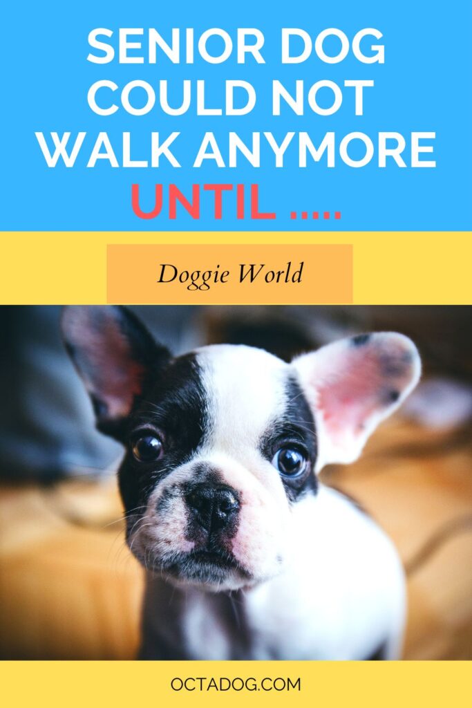 Senior Dog Could Not Walk Anymore Until / Canva