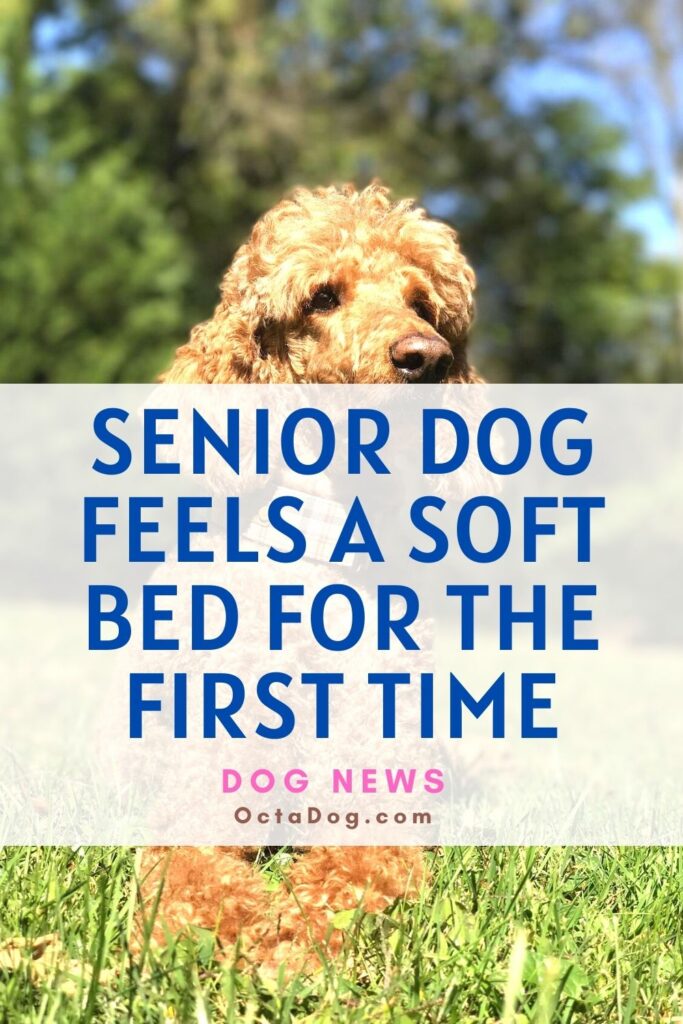 El perro senior siente una cama blanda por primera vez